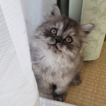 セルカークレックス【愛知県・女の子・2025年8月30日・シェーデットシルバー（直毛・ロング）】の写真「おめめが開きました！」