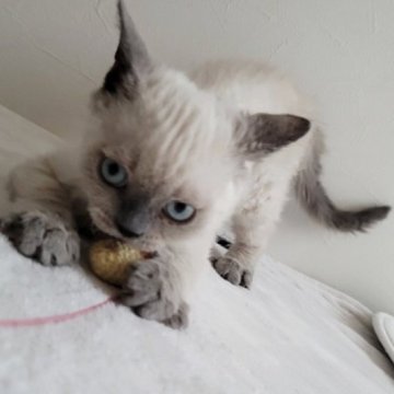 セルカークレックス【愛知県・女の子・2025年9月14日・ブルーポイント（巻き毛）】の写真「3姉妹」