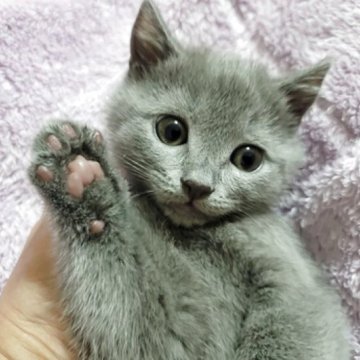 シャルトリュー【愛知県・女の子・2025年11月1日・ブルー（直毛）】の写真「おめめが開きました！」