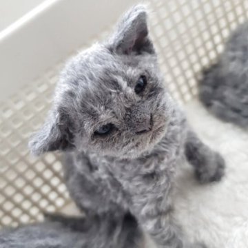 セルカークレックス【愛知県・女の子・2025年4月1日・ブルー（巻き毛）】の写真「よちよち歩き出来る様になりました」