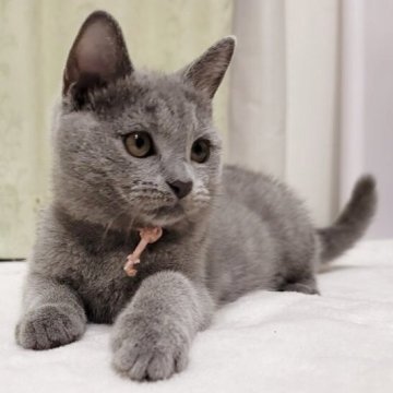 シャルトリュー【愛知県・女の子・2025年7月27日・ブルー（直毛）】の写真「6兄弟姉妹　」