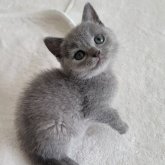 シャルトリュー