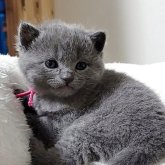 シャルトリュー