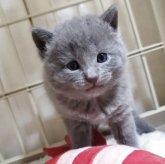 シャルトリュー