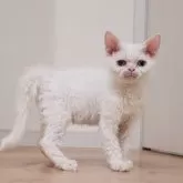 セルカークレックス