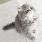 セルカークレックス【愛知県・女の子・2025年8月30日・シルバータビー&ホワイト】の写真1