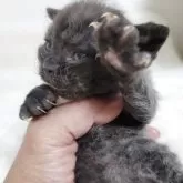 セルカークレックス