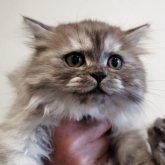 セルカークレックス