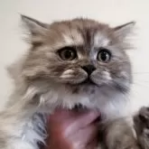 セルカークレックス