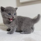 シャルトリュー