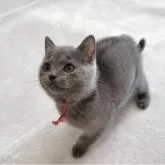 シャルトリュー