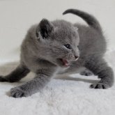 シャルトリュー