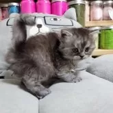 セルカークレックス
