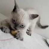 セルカークレックス