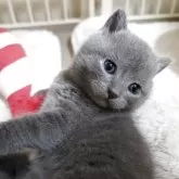 シャルトリュー
