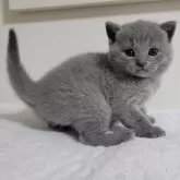 シャルトリュー