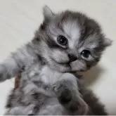 セルカークレックス