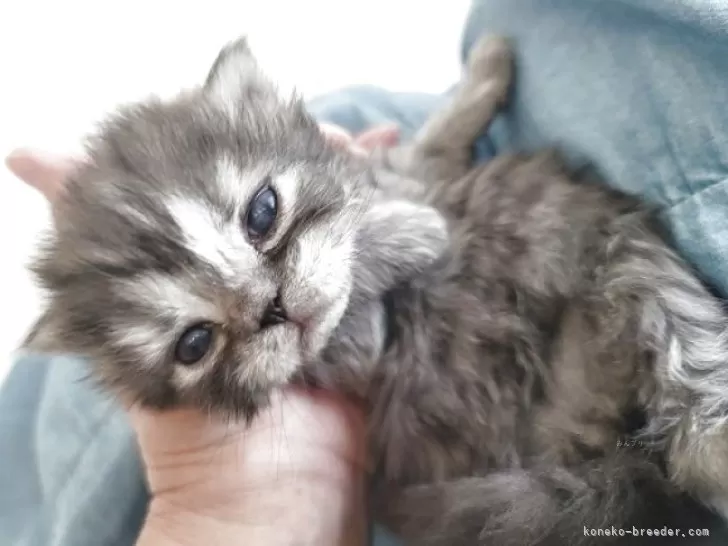 灰色ハイランダー Lynx トラ猫ベランダの手すりに。の写真素材