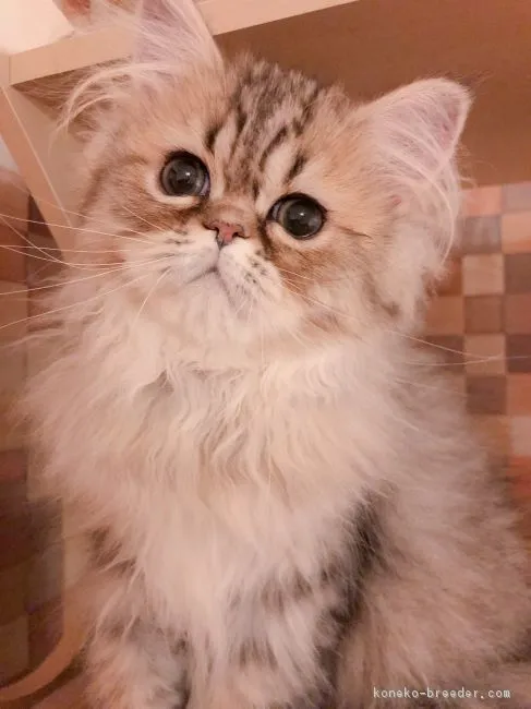 ID：1903-00570の子猫