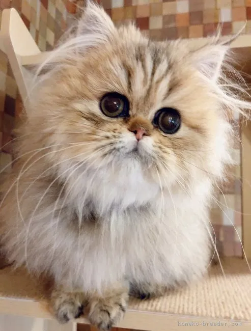 ID：1901-00978の子猫