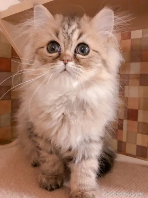 赤い車 様のお迎えした子猫