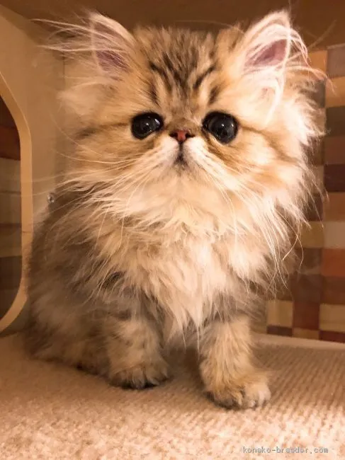 ID：1907-01079の子猫