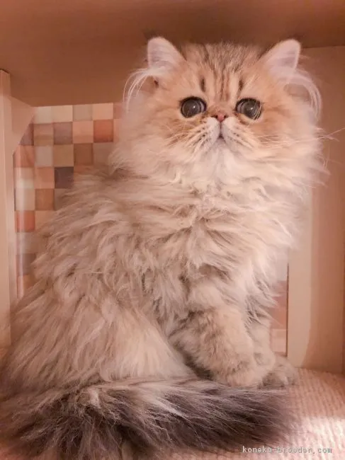 ID：1903-00977の子猫