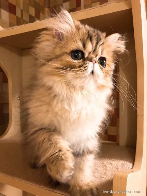 ID：1907-01072の子猫