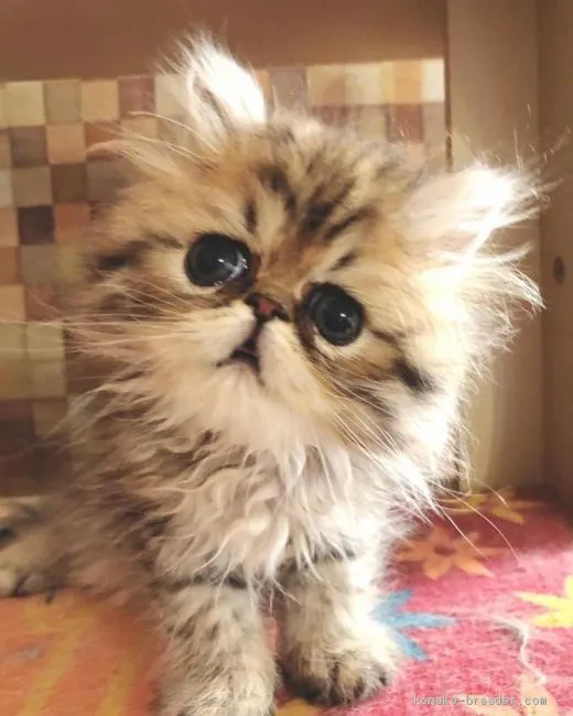 ID：2011-01182の子猫