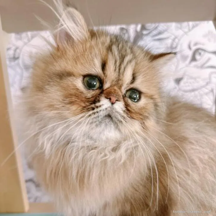 ID：2302-01388の子猫