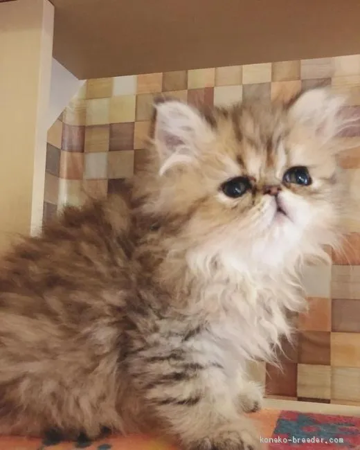 ID：2011-01174の子猫