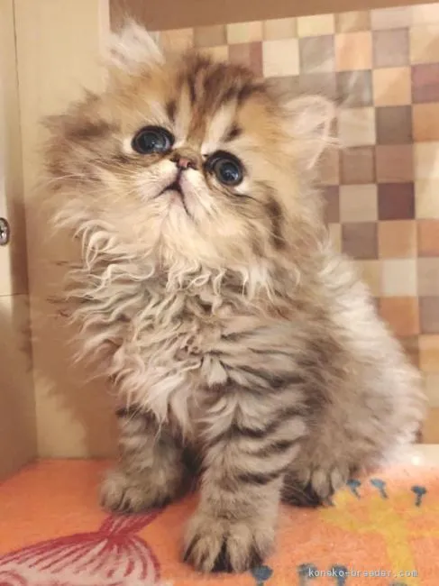 ID：2011-01219の子猫