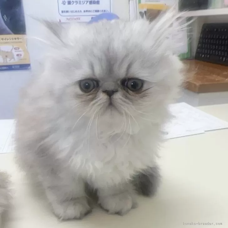 ID:2401-02294の子猫