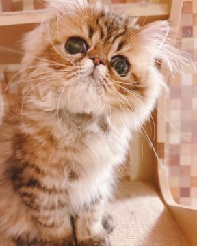 ペルシャ(チンチラ)【静岡県・男の子・2021年6月6日・シェーデッドゴールデン】の写真「💗可愛さ抜群、元気な男の子💗」