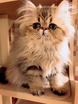 ペルシャ(チンチラ)【静岡県・女の子・2019年4月8日・シェーデッドゴールデン】の写真「お安くなりました❤︎大きな瞳の可愛い女の子❤︎」