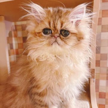 ペルシャ(チンチラ)【静岡県・男の子・2021年6月6日・シェーデッドゴールデン】の写真「💗甘えん坊の僕、カラーの綺麗な男の子💗」