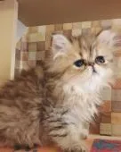 ペルシャ(チンチラ)【静岡県・女の子・2020年9月12日・シェーデッドゴールデン】の写真1「11月9日撮影」