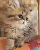 ペルシャ(チンチラ)【静岡県・男の子・2020年9月12日・シェーデッドゴールデン】の写真2