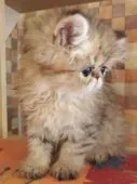 ペルシャ(チンチラ)【静岡県・女の子・2020年9月12日・シェーデッドゴールデン】の写真3