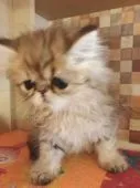 ペルシャ(チンチラ)【静岡県・女の子・2020年9月12日・シェーデッドゴールデン】の写真4