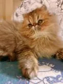 ペルシャ(チンチラ)【静岡県・男の子・2022年9月4日・シェーデッドゴールデン】の写真5