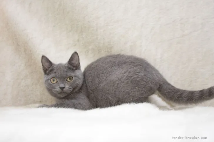 ID：2008-02218の子猫