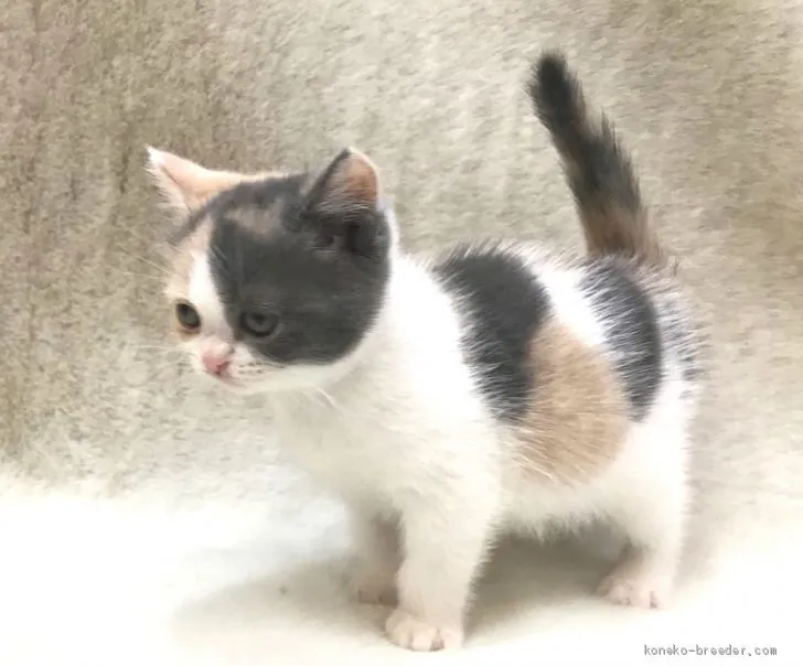 ID：1908-01544の子猫