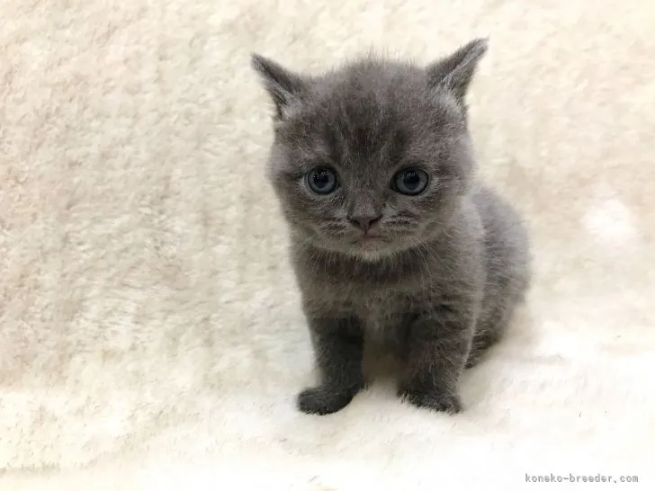 ID：2105-01357の子猫