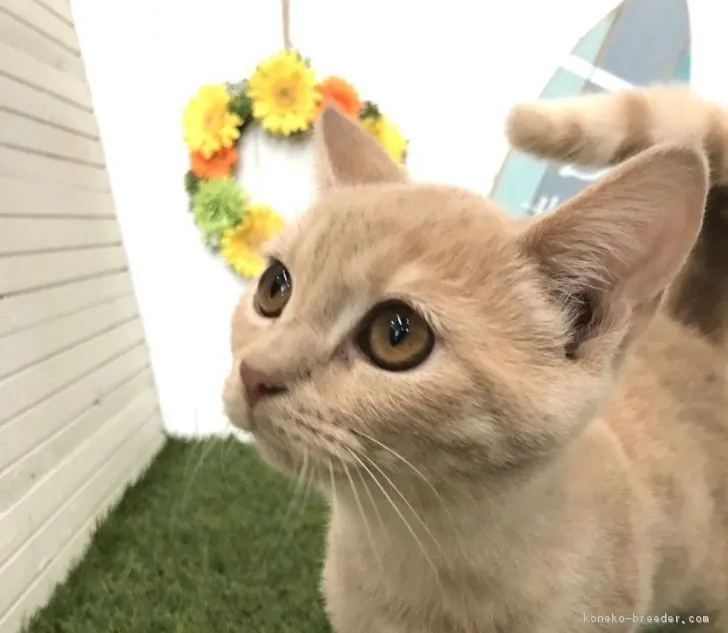 猫初心者 様のお迎えした子猫