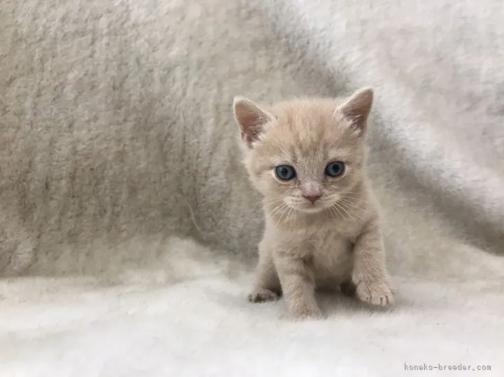 ID：2104-02128の子猫