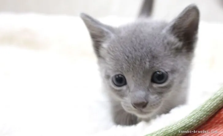 ID:1810-00011の子猫