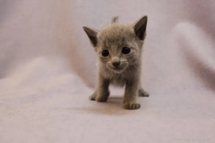ID:1607-00323の子猫