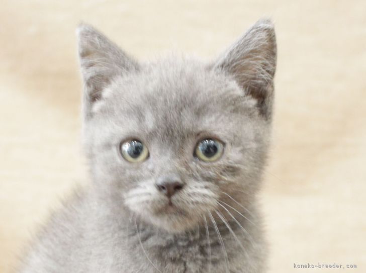 ID:1705-00208の子猫