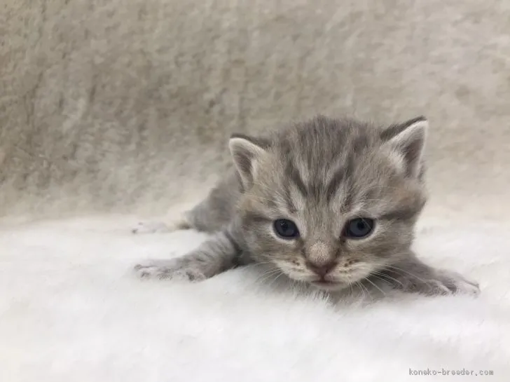 ID:2005-00257の子猫
